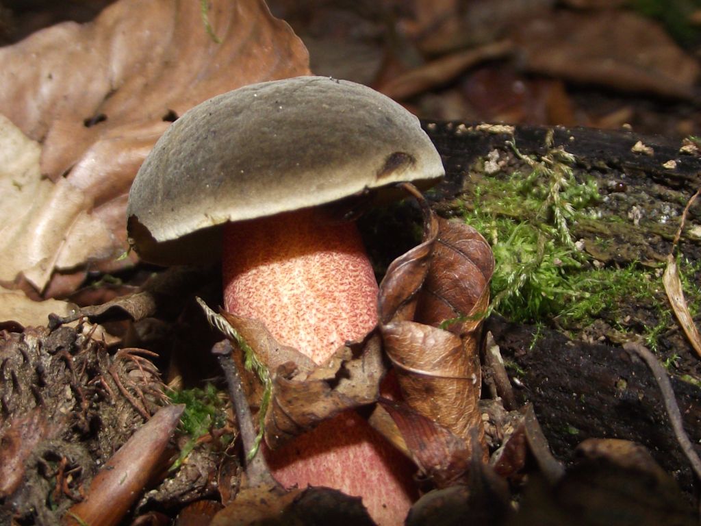 Bereifter Rotfußröhrling - Frontalansicht. Hier sieht man zwei entscheidende Merkmale für die Bestimmung dieser Art Rotfußröhrlinge. Einmal sehen wir einen rot punktierten Stiel. Beim Gemeinen Rotfußröhrling ist dieser eher rötlich überstreift. Zweiter Punkt ist die samtige Huthaut, die nicht oder nur wenig aufreißt. 